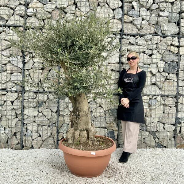 Olive Tree Gnarled XXL Natural Crown (In Patio Pot) H407 - 2846E782 DD9D 4380 9C5E 9777181460D1 scaled