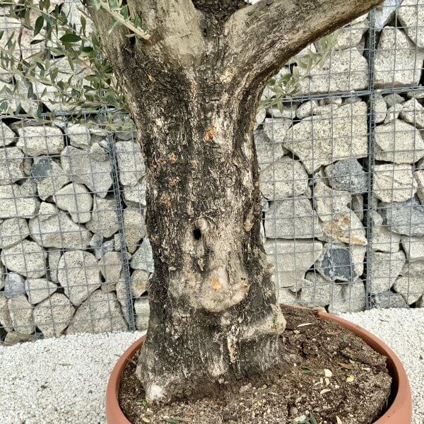 Olive Tree Gnarled XXL Natural Crown (In Patio Pot) H412 - 28582BEA D5D8 4BC5 A1C1 3E4602607F27 scaled