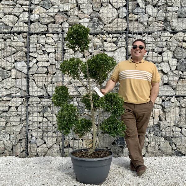 Ilex Maximowicziana Cloud Tree H036 - 28888E2A D65B 4F1A 9434 0D723FC2D25A scaled