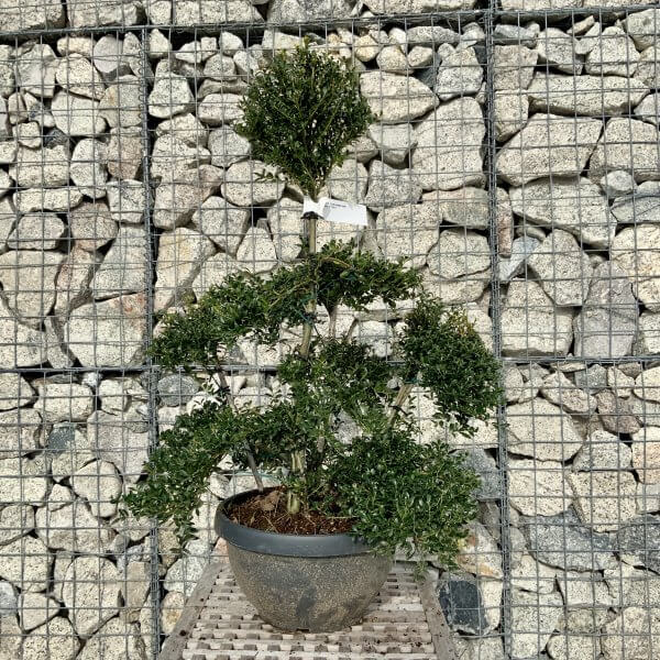 Ilex Crenata Kinme Cloud Tree H095 - 2898065C 17B0 40E1 B0FE 1C1BBF1D6769 scaled