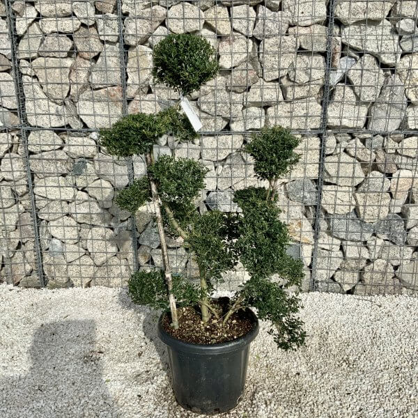 Ilex Crenata Kinme Cloud Tree H055 - Image 2