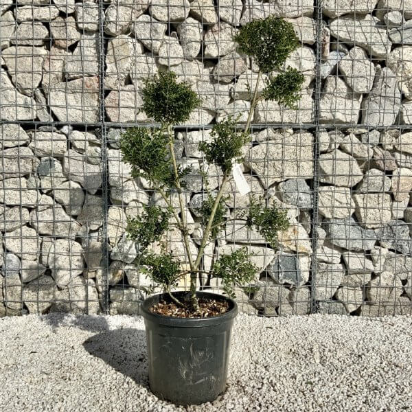 Ilex Crenata Kinme Pom Pon Cloud Tree H106 - 2AF08C65 22C7 46D4 97BC 65E4CD5254C4 1 105 c