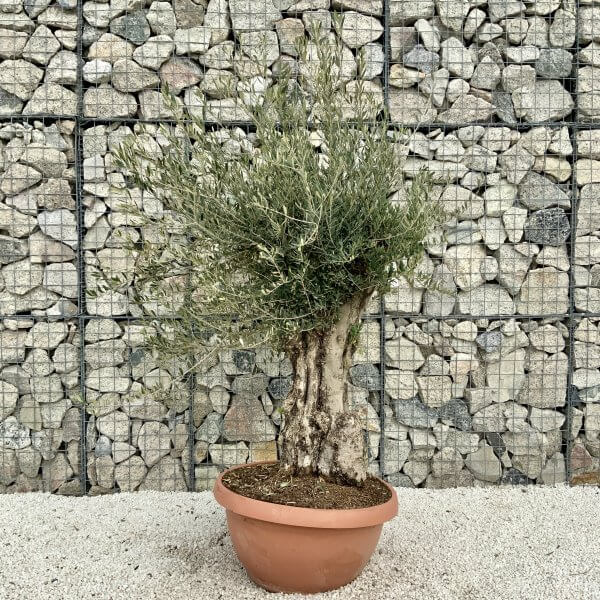 Olive Tree Gnarled XXL Natural Crown (In Patio Pot) H405 - 2B29CBC1 5725 4B6C 924F 09B10EBF1B1A scaled