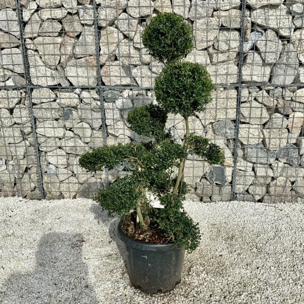 Ilex Crenata Kinme Cloud Tree H057 - Image 2