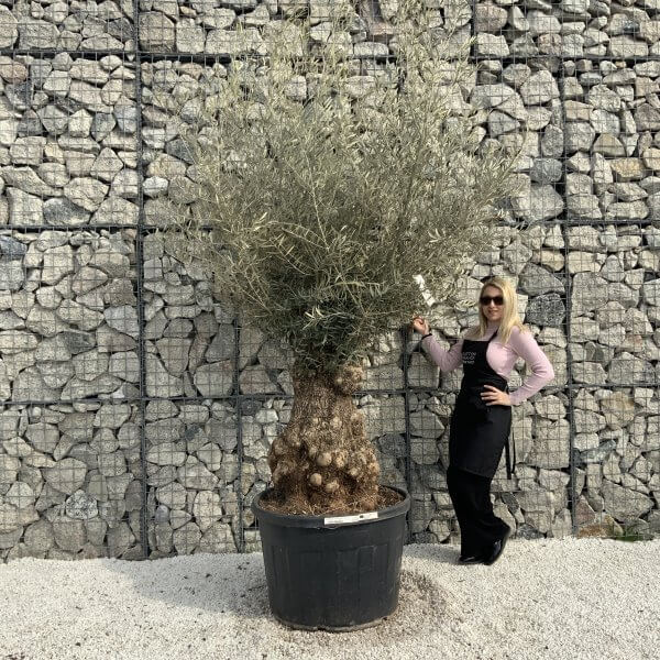 Gnarled Olive Tree XXL (Ancient) H360 - 2B99D517 3839 483B A4F8 7A92596F1E0A scaled