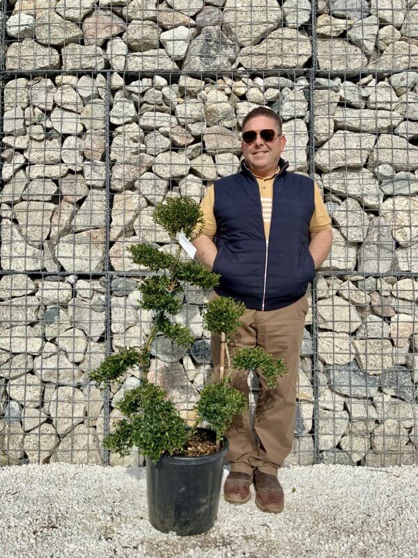 Ilex Crenata Kinme Cloud Tree H060 - 2B9F53C8 BE29 4B83 B08B 8E3265CFC107 scaled