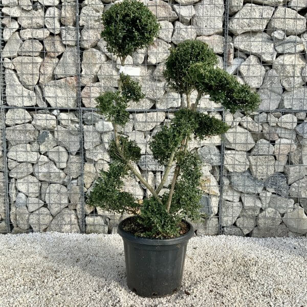 Ilex Crenata Kinme Cloud Tree H211 - 2BB4B1D7 5F63 43BF 8E0A 3BAB934E66DA scaled