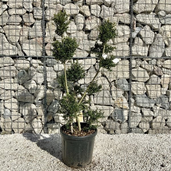 Ilex Crenata Kinme Pom Pon Cloud Tree H111 - 2C32F3C6 2174 4CED BE36 5C3423210D4F 1 105 c