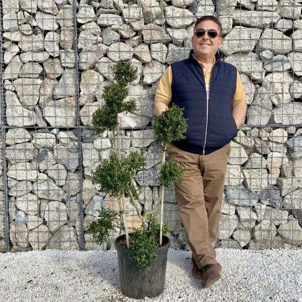 Ilex Crenata Kinme Pom Pon Cloud Tree H122 - 2C44B531 612E 4687 B6DF 7E95E87532CE scaled