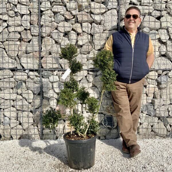 Ilex Crenata Kinme Pom Pon Cloud Tree H126 - 2CDB8EA4 9C59 4D78 879C 4F36C27B82FE 1 105 c