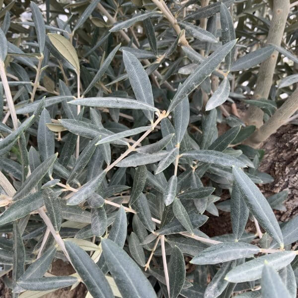 Gnarled Olive Tree XXL (Ancient) H295 - 2CF27F07 760A 4A8F B4A0 1ACDEBDD514C scaled
