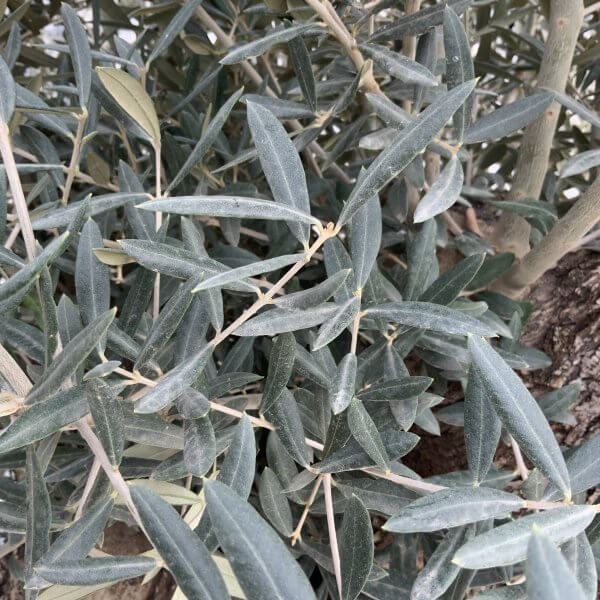 Gnarled Olive Tree XXL (Ancient) H303 MT - Image 4