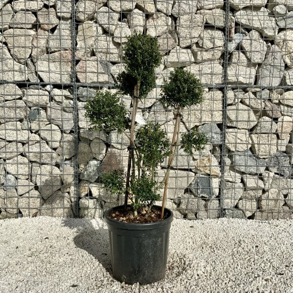 Ilex Crenata Kinme Pom Pon Cloud Tree H145 - 2D7584C5 E01D 4686 A206 062FEC854E1D scaled
