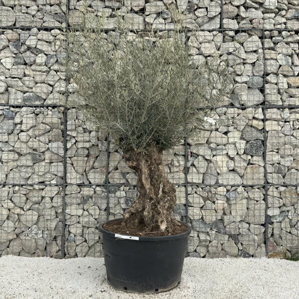 Gnarled Olive Tree XXL (Ancient) H317 - 2DF7A609 E03C 41E4 9D34 9965A2DB913D scaled