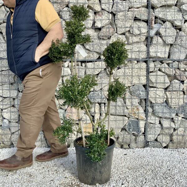 Ilex Crenata Kinme Pom Pon Cloud Tree H122 - 2E43BF39 A3EE 478C 8551 8E67B5510600 scaled