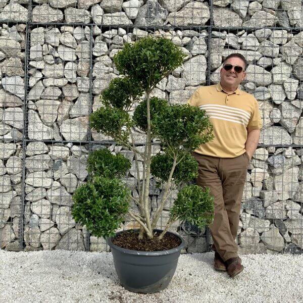 Ilex Maximowicziana Cloud Tree H037 - 2E5394FC 3788 4796 9133 1A5F7FD0B3BE scaled