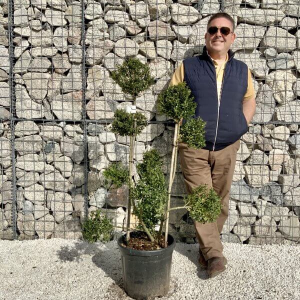 Ilex Crenata Kinme Pom Pon Cloud Tree H147 - 2FB59317 3B8C 4E22 92EB BF30F07EDD09 scaled