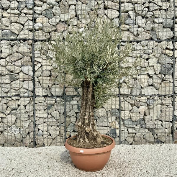 Olive Tree Gnarled XXL Natural Crown (In Patio Pot) H453 - 2FB5BFBA 6175 4314 94BE 766046FD4616 1 105 c