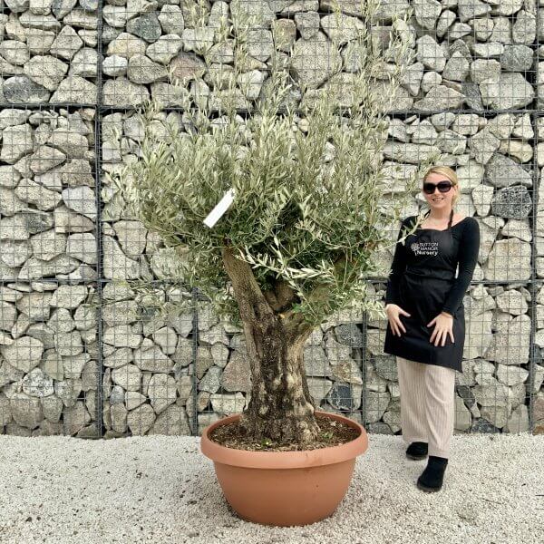 Olive Tree Gnarled XXL Natural Crown (In Patio Pot) H390 - 30C5C8FE C2A3 4FDD 9FC0 C020541FF15E scaled