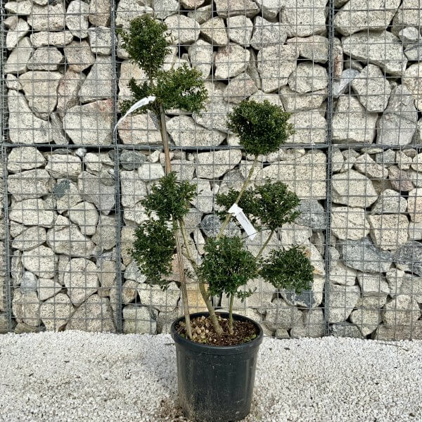 Ilex Crenata Kinme Pom Pon Cloud Tree H167 - 30C8B067 BB19 4100 900D C1089270BA6A scaled