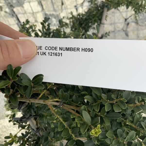 Ilex Crenata Kinme Cloud Tree H090 - 30D17542 C311 4E20 92AF D24AAFD32610 scaled