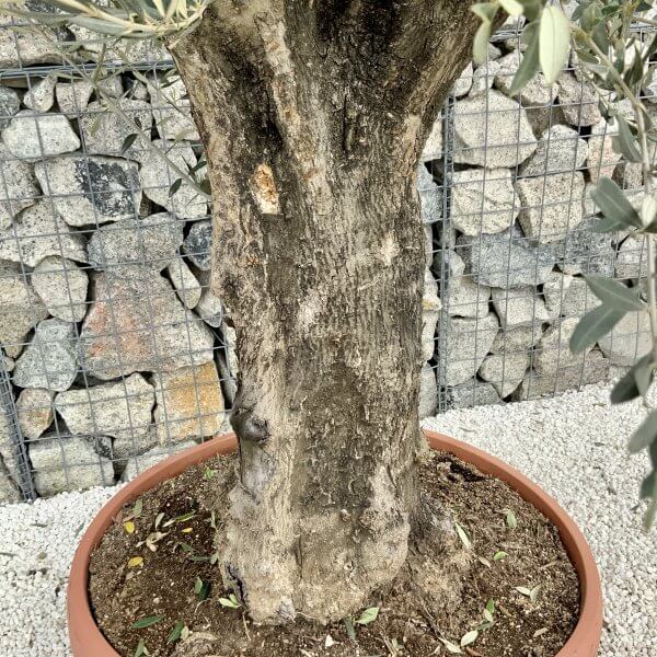 Olive Tree Gnarled XXL Natural Crown (In Patio Pot) H413 - 311FC6B0 B38A 4550 A5CD E2127F9EB4D4 scaled