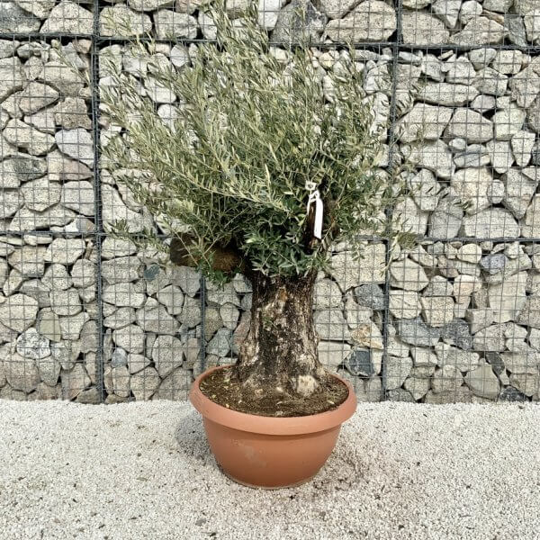 Olive Tree Gnarled XXL Natural Crown (In Patio Pot) H448 - 322E9228 4EAB 40E1 BA3B EE07FD54B0A0 1 105 c
