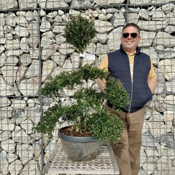 Ilex Crenata Kinme Cloud Tree H095 - 328A68BB 4758 469E 8B33 73072919B03F scaled