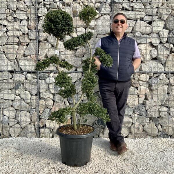 Ilex Crenata Kinme Cloud Tree H0180
