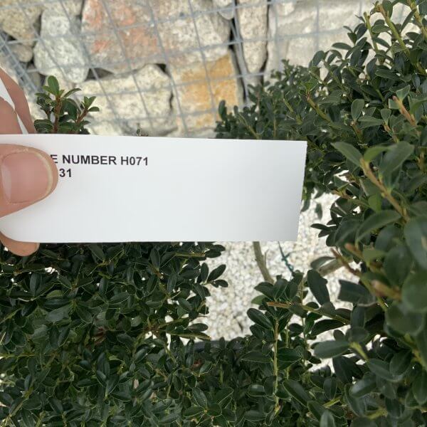 Ilex Crenata Kinme Pom Pon Cloud Tree H071 - 33F4FD87 3DE7 4D71 BB79 FCBDDCD5A93F scaled