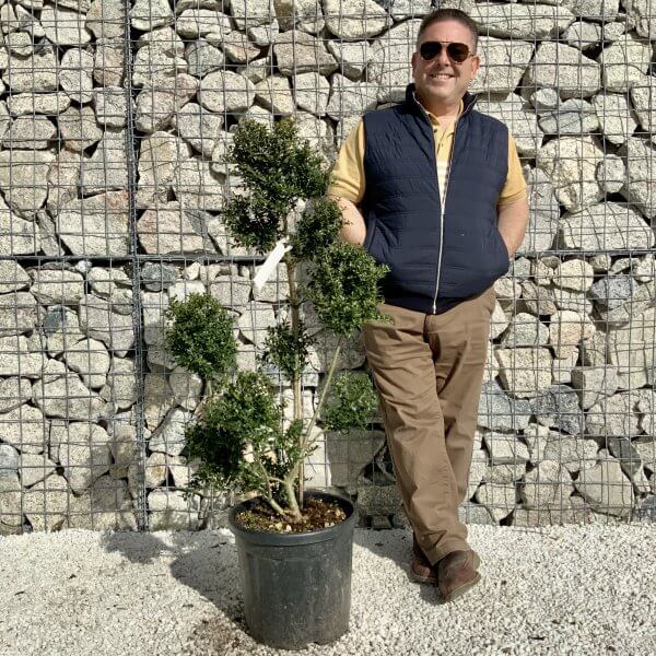 Ilex Crenata Kinme Pom Pon Cloud Tree H143 - 342606DD 0A9C 4157 A9B0 93E46E8C46A4 scaled