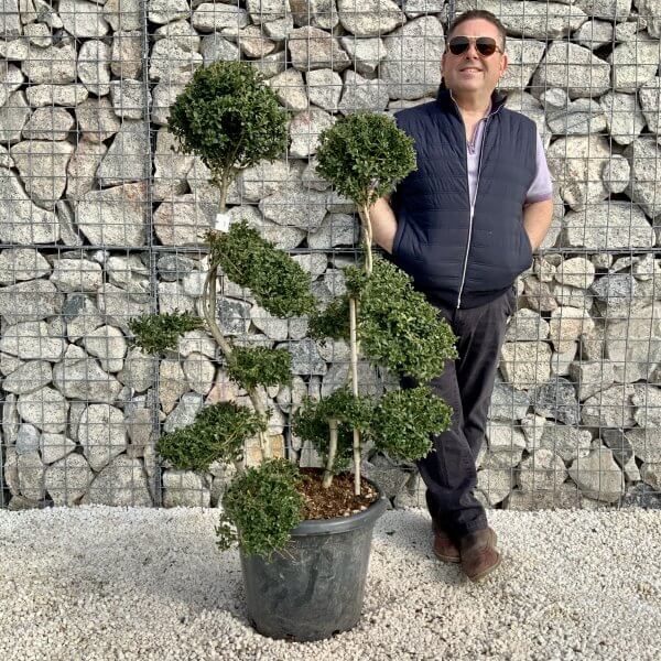 Ilex Crenata Kinme Cloud Tree H210