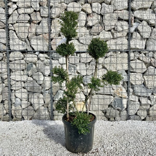 Ilex Crenata Kinme Pom Pon Cloud Tree H124 - 35EB133B D909 4D16 B124 F24C52BC5A77 1 105 c