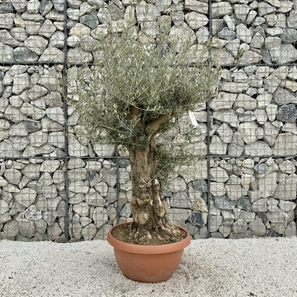 Olive Tree Gnarled XXL Natural Crown (In Patio Pot) H466 - 361F1109 B302 414E BE46 D306315FA45B 1 105 c