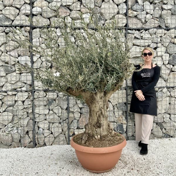 Olive Tree Gnarled XXL Natural Crown (In Patio Pot) H426 - 38200351 B9C4 4A4C A8ED 405C328FF3DF 1 105 c