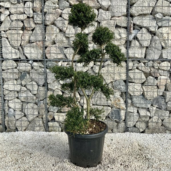 Ilex Crenata Kinme Cloud Tree H209 - 38D844BC 5540 48BF B62A 9F3E19082CBF scaled