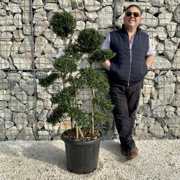 Ilex Crenata Kinme Cloud Tree H204 - 3A057792 D747 4995 994F DB3A71A2F8A3 scaled