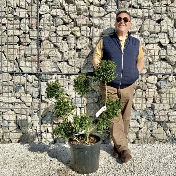 Ilex Crenata Kinme Pom Pon Cloud Tree H102 - 3A8E956E 9D8C 4906 8386 6382D7588FEA 1 105 c