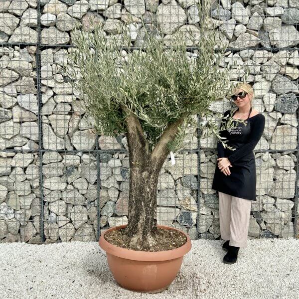 Olive Tree Gnarled XXL Natural Crown (In Patio Pot) H409 - 3ABBD080 0FA2 4C4F 899D F52EC677D1C8 scaled