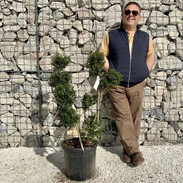 Ilex Crenata Kinme Pom Pon Cloud Tree H146 - 3AD8051F E0B1 43B4 9D81 E6C7C216C23F scaled