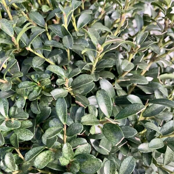 Ilex Crenata Kinme Cloud Tree J211 - 3B2A3AA6 1AFE 4103 ADD8 E24FD0B4A98A scaled
