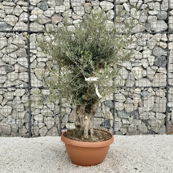 Olive Tree Gnarled XXL Natural Crown (In Patio Pot) H461 - 3B508B40 5CA6 4C8D BFC8 6F0BAE4E47F8 1 105 c