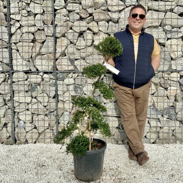 Ilex Crenata Kinme Cloud Tree H066 - 3B6EA5FA AE89 4C41 B4D8 DF6BBA4CAF69 scaled