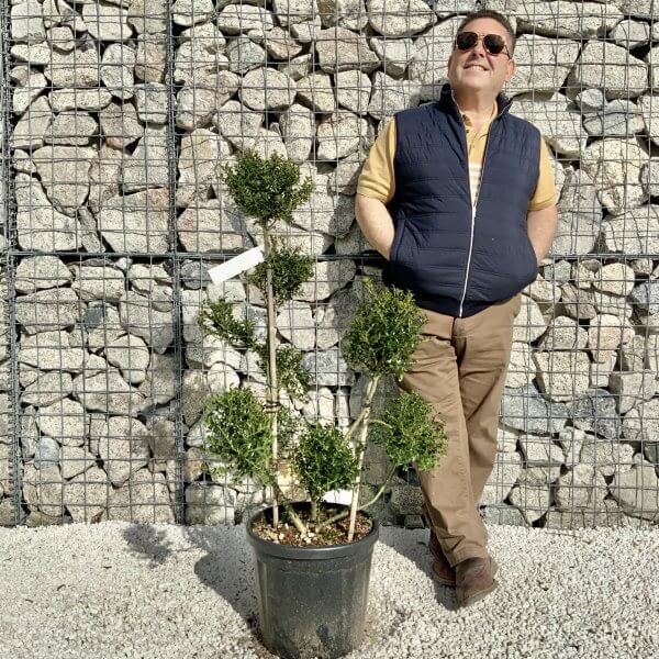 Ilex Crenata Kinme Pom Pon Cloud Tree H163 - 3CD5F3B8 117F 4B09 956D 3FAAA00CC7A2 scaled