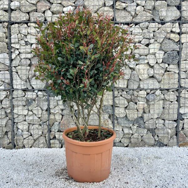 Photinia Red Robin Floating Cloud Tree 1.60 - 1.70 M (LARGE) - 3D0B7FD4 141C 431A 81B7 30FFB6FB5218 scaled