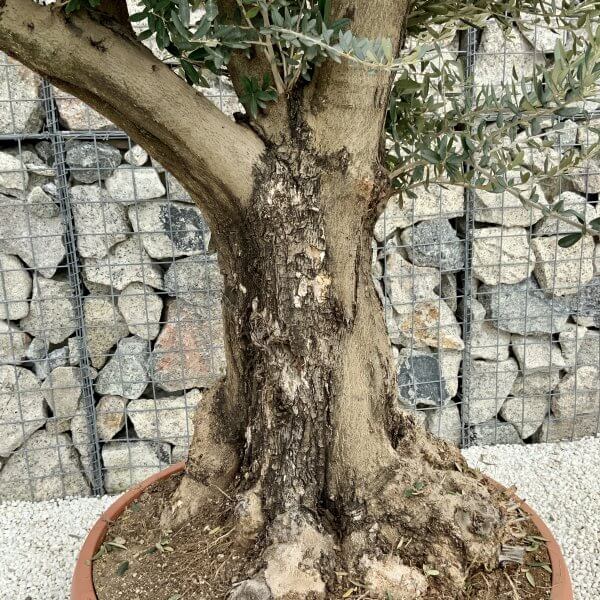Olive Tree Gnarled XXL Natural Crown (In Patio Pot) H416 - 3DA3E389 F935 4631 BD99 169160E4CE12 scaled