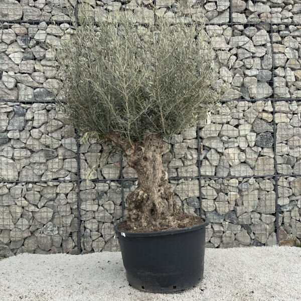 Gnarled Olive Tree XXL (Ancient) H302 - 3E13E1BB D464 4F60 93BF 5D346A3B6396 scaled