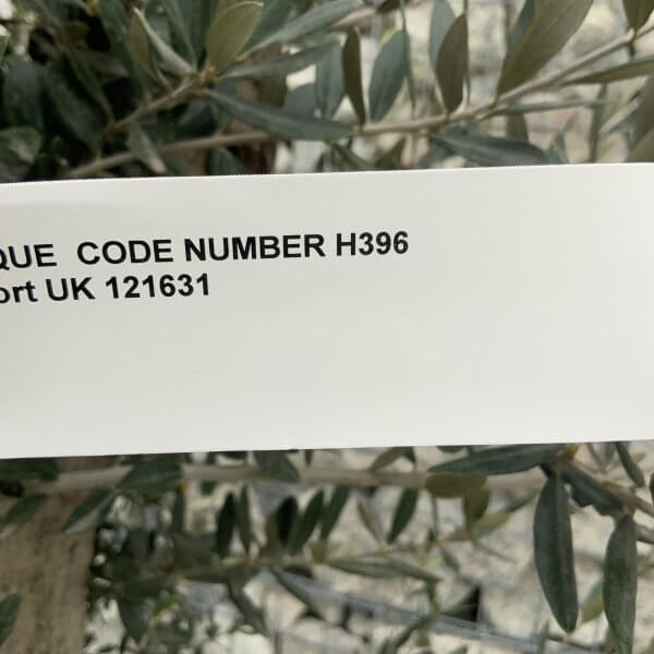 Olive Tree Gnarled XXL Natural Crown (In Patio Pot) H396 - 3E1AF895 5672 4B95 9E30 D6FABF008372 scaled