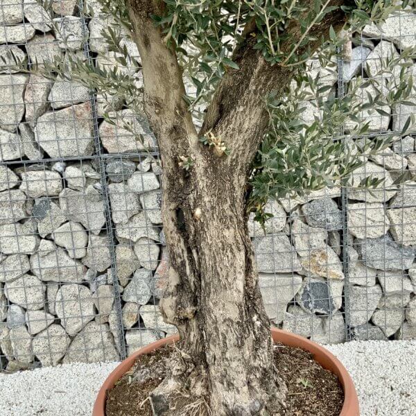 Olive Tree Gnarled XXL Natural Crown (In Patio Pot) H428 - 3F06C202 C052 48F2 B869 621E6CD71DD5 1 105 c
