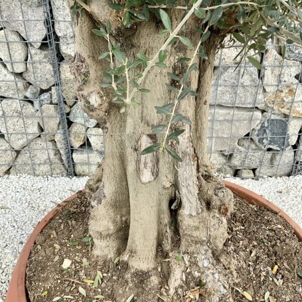 Olive Tree Gnarled XXL Natural Crown (In Patio Pot) H423 - 41411B0E B397 400F 9560 9756066B6FBC scaled
